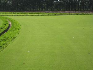 Penncross Bentgrass Field Penncross Bentgrass Field