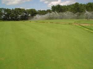 Bentgrass Field Bentgrass Field
