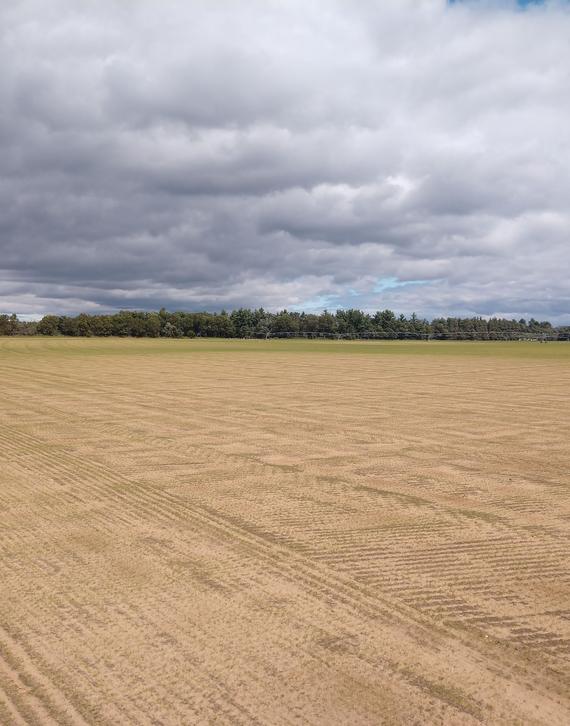 Jacklin KBG - seeded fall, 2019 Jacklin KBG - seeded fall, 2019