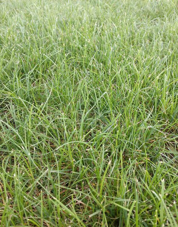 Young field - 50/50 blend Young field - 50/50 blend