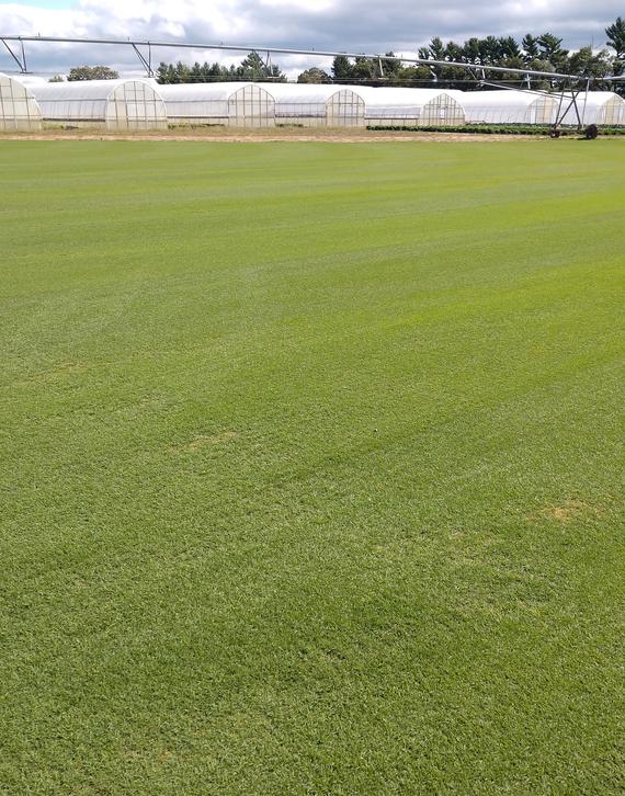 007 Bentgrass - seeded summer, 2019 007 Bentgrass - seeded summer, 2019